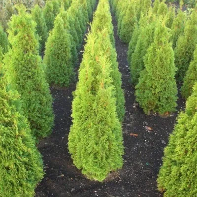 Туя САННИ СМАРАГД западная  в Белгороде