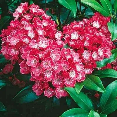 Кальмия КАРДИНАЛ  Кальмия КАРДИНАЛ в Белгороде