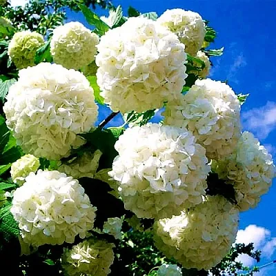 Калина БУЛЬДЕНЕЖ  Калина БУЛЬДЕНЕЖ в Белгороде