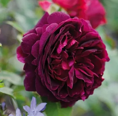 Саженцы роз МАНСТЕД ВУД английская  Саженцы роз МАНСТЕД ВУД английская в Белгороде