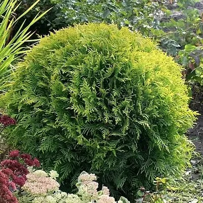 Туя ЕЛЛОУ ГЛОБ западная  Туя ЕЛЛОУ ГЛОБ западная в Белгороде