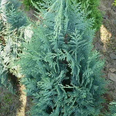 Кипарисовик КОЛУМНАРИС лавсона  Кипарисовик КОЛУМНАРИС лавсона в Белгороде