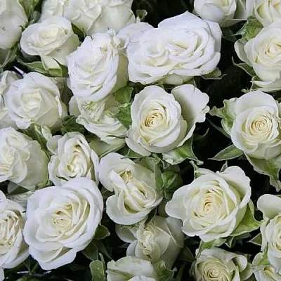 Саженцы роз СНОУФЛЕЙК спрей в Белгороде