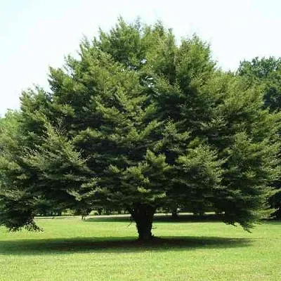 Бук обыкновенный  Бук обыкновенный в Белгороде