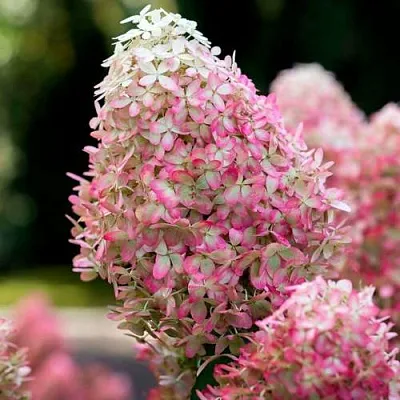 Гортензия РОЯЛ ФЛОВЕР метельчатая  Гортензия РОЯЛ ФЛОВЕР метельчатая в Белгороде