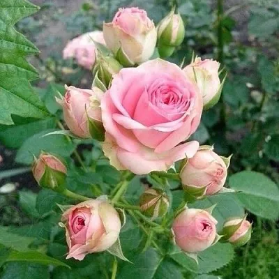 Саженцы роз МИМИ ЭДЕН спрей в Белгороде