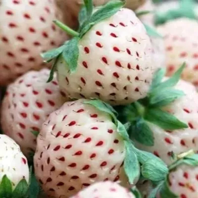 Клубника АНАНАСА ремонтантная — описание сорта Клубника АНАНАСА ремонтантная в Белгороде