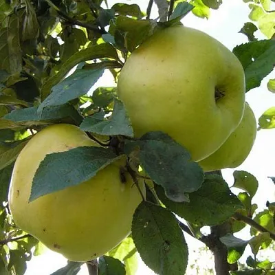 Яблоня АНТОНОВКА ОБЫКНОВЕННАЯ  Яблоня Антоновка Обыкновенная в Белгороде