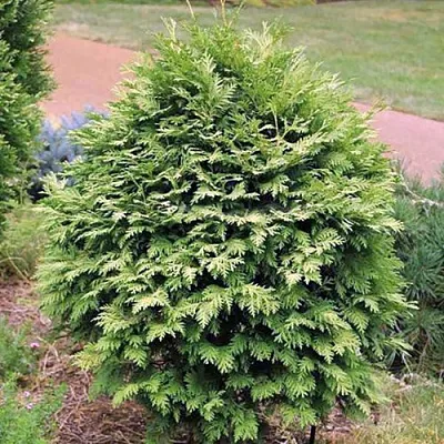 Туя ВАРЕАНА ЛЮТЕСЦЕНС западная  Туя ВАРЕАНА ЛЮТЕСЦЕНС западная в Белгороде