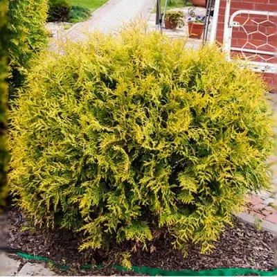 Туя КОЛЛЕРС ГОЛД складчатая  Туя КОЛЛЕРС ГОЛД складчатая в Белгороде