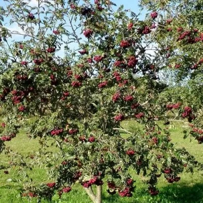 Рябина БУРКА сладкоплодная в Белгороде
