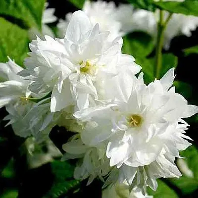 Жасмин ДАМ БЛАНШ  Жасмин ДАМ БЛАНШ в Белгороде