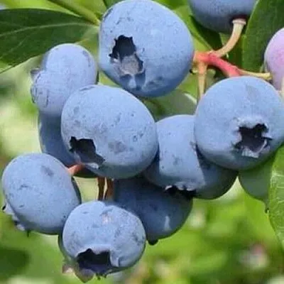 Голубика ДАРРОУ  Голубика ДАРРОУ в Белгороде