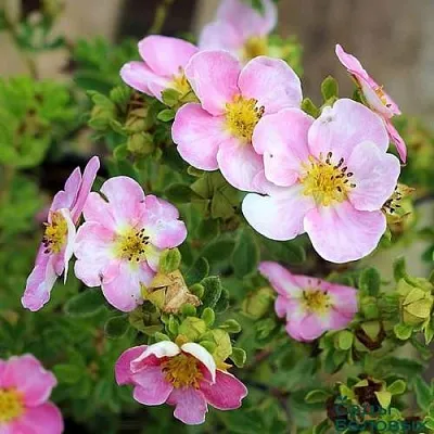 Лапчатка НЬЮ ДАУН кустарниковая  Лапчатка НЬЮ ДАУН кустарниковая в Белгороде