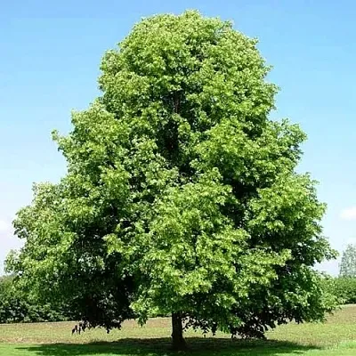 Липа мелколистная  Липа мелколистная в Белгороде