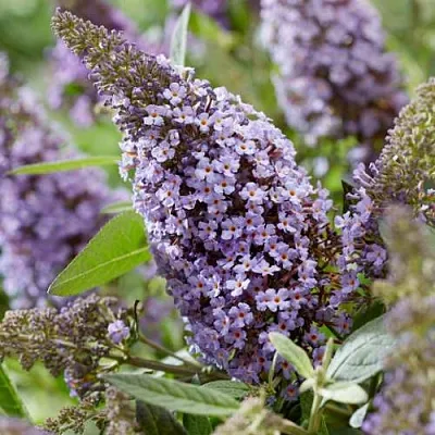 Буддлея давида БАТТЕРФЛЯЙ КАНДИ ЛИЛА СВИТХАРТ  Буддлея давида БАТТЕРФЛЯЙ КАНДИ ЛИЛА СВИТХАРТ в Белгороде