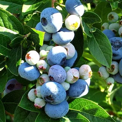 Голубика ВЕЙМУТ  Голубика ВЕЙМУТ в Белгороде