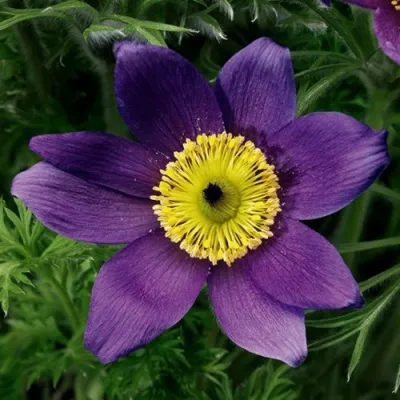 Прострел ПИНВИЛ БЛЮ ШЕЙДЕС в Белгороде