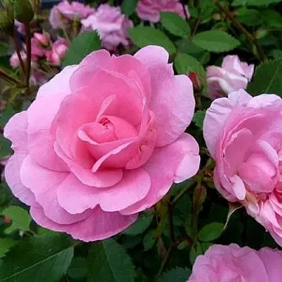 Саженцы роз ДЖОН ДЭВИС плетистая  Саженцы роз ДЖОН ДЭВИС плетистая в Белгороде