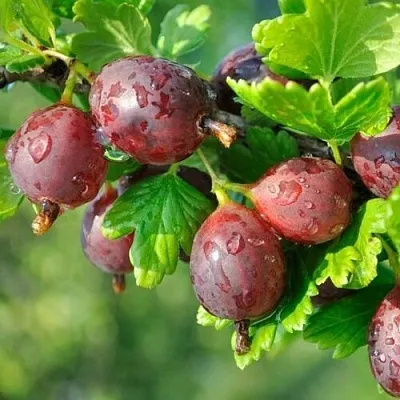 Крыжовник СЕРЕНАДА в Белгороде