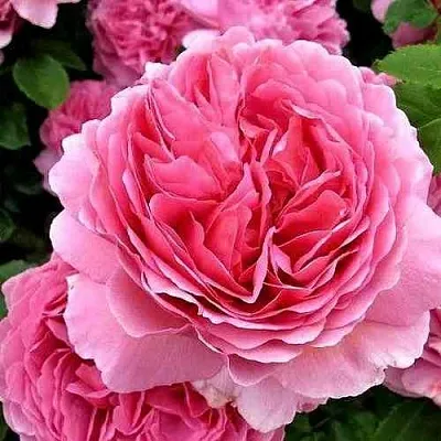 Саженцы роз ПРИНЦЕССА АЛЕКСАНДРА ОФ КЕНТ английская  Саженцы роз ПРИНЦЕССА АЛЕКСАНДРА ОФ КЕНТ английская в Белгороде