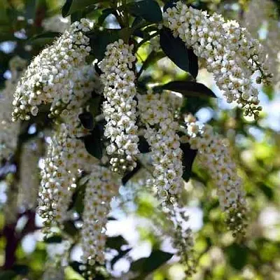 Черемуха виргинская ШУБЕРТ  Черемуха виргинская ШУБЕРТ в Белгороде