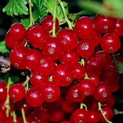 Смородина красная СЕРПАНТИН  Смородина красная СЕРПАНТИН в Белгороде