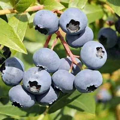 Голубика КРОЭТЭН  Голубика КРОЭТЭН в Белгороде