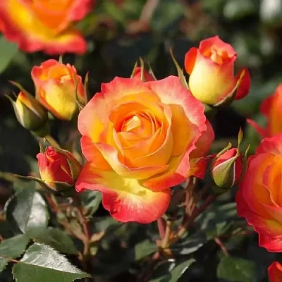 Саженцы роз ТАЙФУН спрей в Белгороде