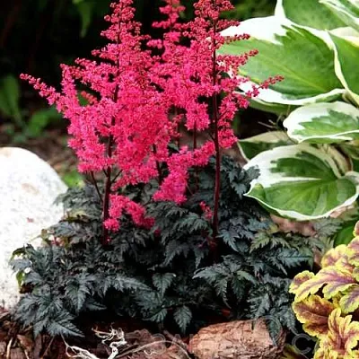 Астильба МУЛЕН РУЖ курчавая  Астильба МУЛЕН РУЖ курчавая в Белгороде