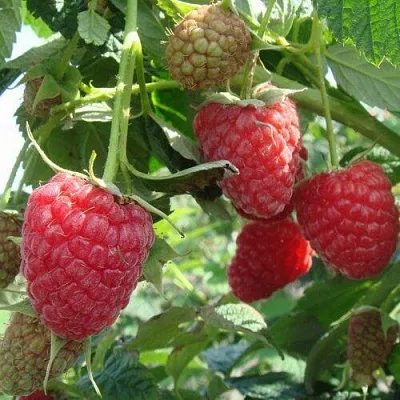 Малина КОЛОКОЛЬЧИК  Малина КОЛОКОЛЬЧИК в Белгороде