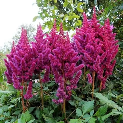 Астильба ВИЖНС китайская  Астильба ВИЖНС китайская в Белгороде