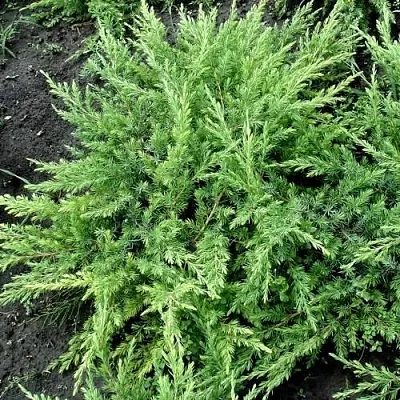 Можжевельник ШЛЯГЕР прибрежный в Белгороде