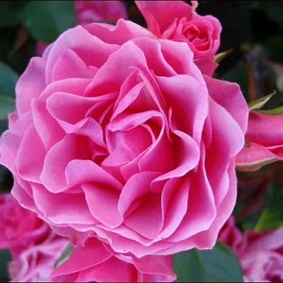 Саженцы роз АЙ ЭМ ГРЕЙТФУЛ флорибунда в Белгороде