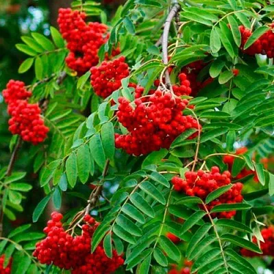 Рябина ПЛАКУЧАЯ сладкоплодная  Рябина ПЛАКУЧАЯ сладкоплодная в Белгороде