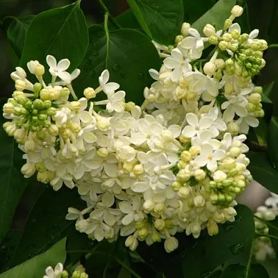 Сирень ПРИМРОУЗ  Сирень ПРИМРОУЗ в Белгороде