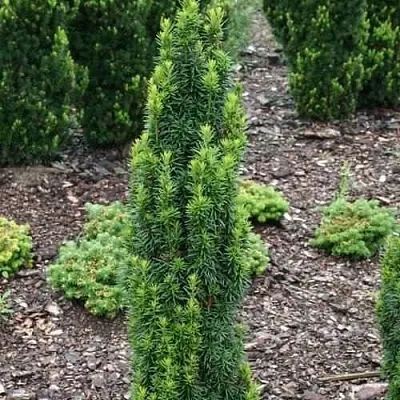 Тис ВОЙТЕК средний   Тис ВОЙТЕК средний  в Белгороде