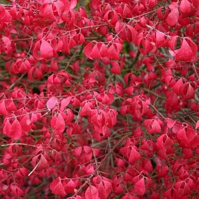 Бересклет КОМПАКТУС   Бересклет КОМПАКТУС  в Белгороде