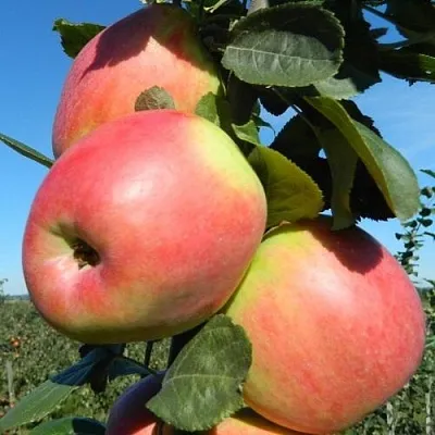 Яблоня БРЯНСКОЕ РОЗОВОЕ  Яблоня БРЯНСКОЕ РОЗОВОЕ в Белгороде