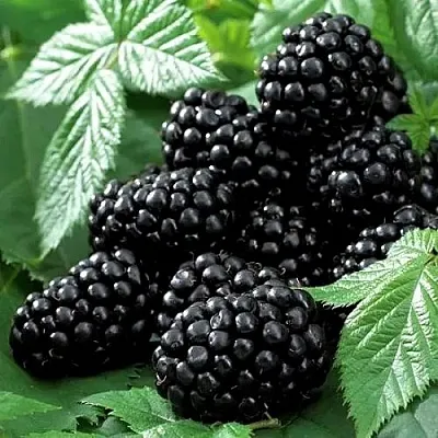 Ежевика БЛЭК БЬЮТИ  Ежевика БЛЭК БЬЮТИ в Белгороде