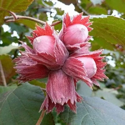 Фундук СКАРЛЕТТ в Белгороде