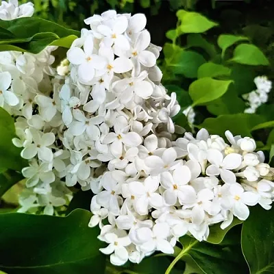 Сирень МАЛЕНЬКИЙ ПРИНЦ  Сирень МАЛЕНЬКИЙ ПРИНЦ в Белгороде