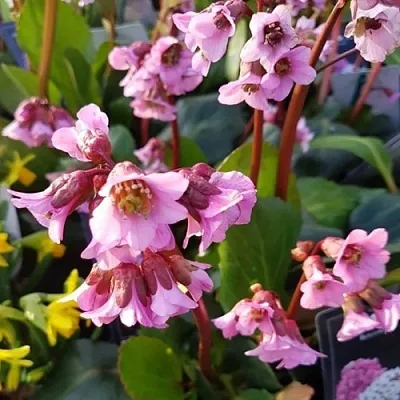 Бадан БЭБИ ДОЛЛ  Бадан БЭБИ ДОЛЛ в Белгороде