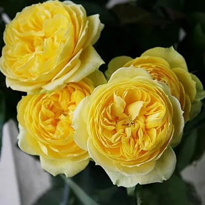 Саженцы роз КАТАЛИНА спрей в Белгороде