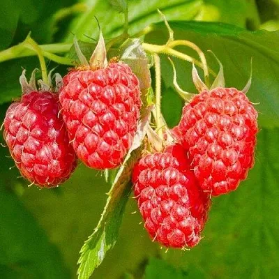 Малина ИЗОБИЛЬНАЯ  Малина ИЗОБИЛЬНАЯ в Белгороде