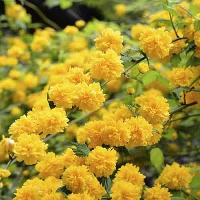 Керрия японская АУРЕОВАРИЕГАТТА  Керрия японская АУРЕОВАРИЕГАТТА в Белгороде