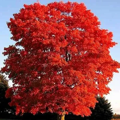 Дуб красный   Дуб красный  в Белгороде