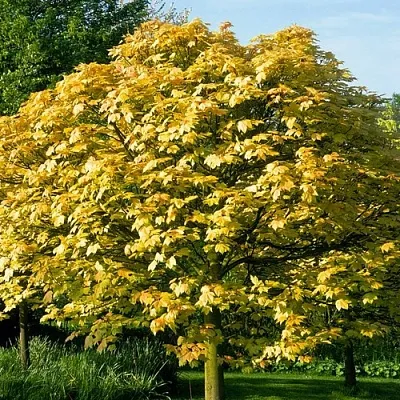 Клен ложноплатановый  Клен ложноплатановый в Белгороде