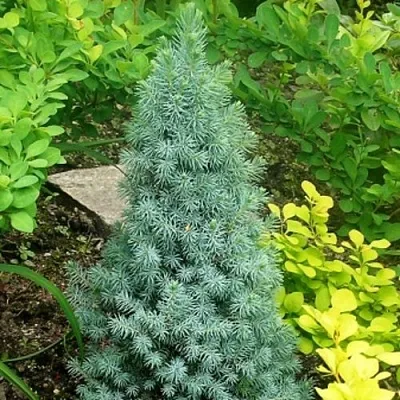 Ель КОНИКА сизая  Ель КОНИКА сизая в Белгороде