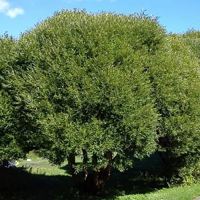 Ива ломкая   Ива ломкая  в Белгороде